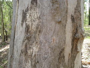 Eucalyptus propinqua old bark