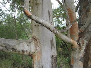 Eucalyptus propinqua old bark