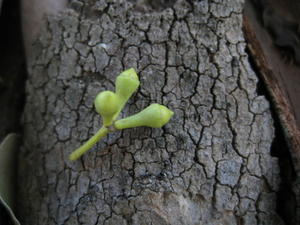 Eucalyptus propinqua buds 