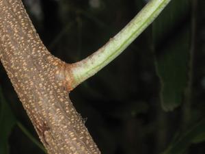 Acacia  implexa branch and glaucous branchlet