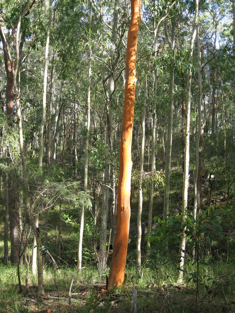 Eucalyptus propinqua new bark.JPG