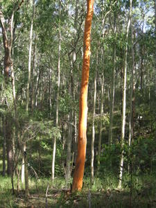 Eucalyptus propinqua new bark.JPG