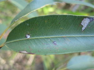 Eucalyptus propinqua veins