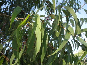 Eucalyptus racemosa subsp racemosa branch
