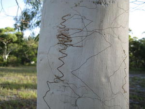 Eucalyptus racemosa subsp racemosa trunk