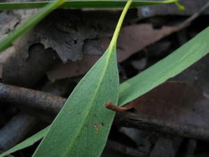 Eucalyptus racemosa underside of leaf.JPG