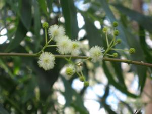 Acacia  melanoxylon flowers