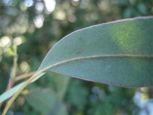 Eucalyptus racemosa subsp racemosa indistinct veins 