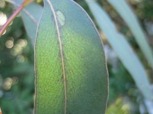 Eucalyptus racemosa subsp racemosa indistinct veins