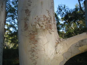 Eucalyptus racemosa subsp racemosa scribbles