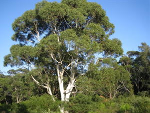 Eucalyptus racemosa subsp racemosa tree shape