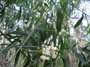 Acacia  melanoxylon flowers