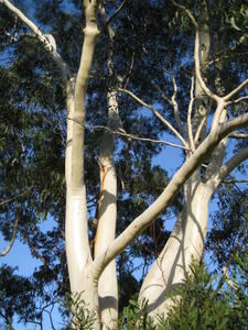 Eucalyptus racemosa subsp racemosa smooth bark