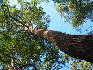 Eucalypts with rough bark