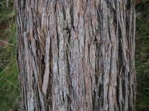 Eucalyptus agglomerata stringy bark