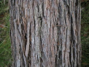 Eucalyptus agglomerata - Blue-leaved Stringybark