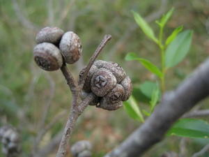 Eucalyptus agglomerata fruit 