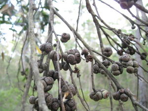 Eucalyptus agglomerata fruit 