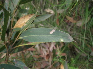 Eucalyptus agglomerata leaf with distinct tip