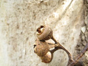 Eucalyptus canaliculata fruit 