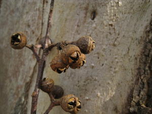 Eucalyptus canaliculata fruit