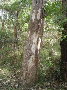 Eucalyptus canaliculata mottled grey trunk
