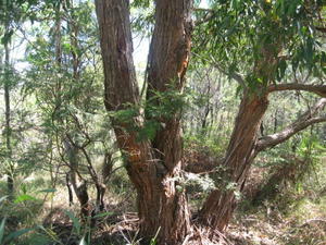 Eucalyptus microcorys mallee in drier areas