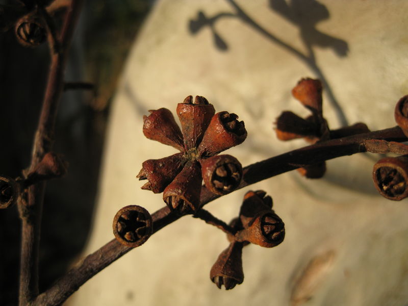 Eucalyptus grandis fruit