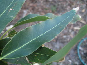 Eucalyptus grandis leaf