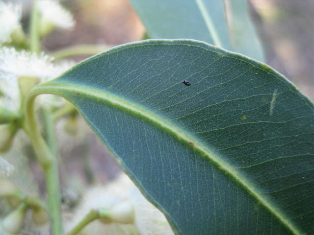 Eucalyptus grandis veins