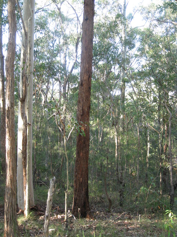 Eucalyptus microcorys young and straight trunked