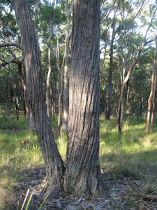 Eucalyptus agglomerata twisted bark