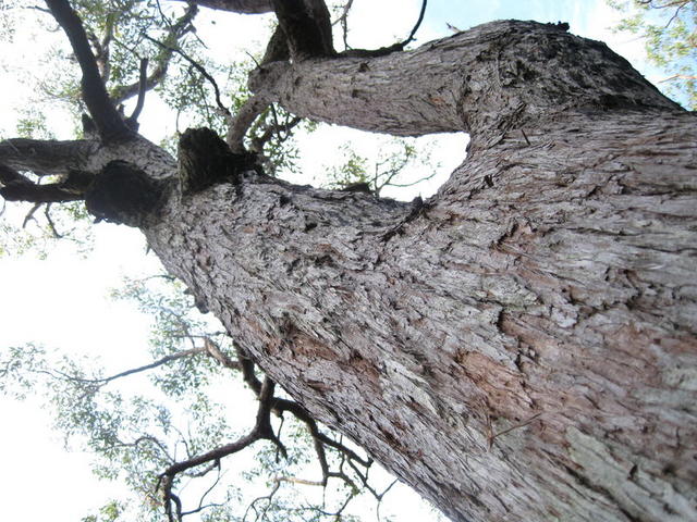 Eucalyptus resinifera rough bark