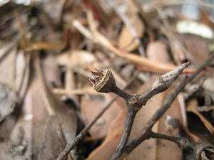 Eucalyptus resinifera fruit