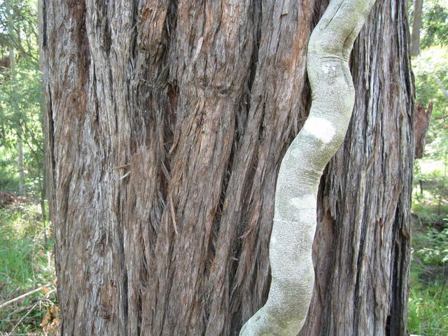 Eucalyptus resinifera bark