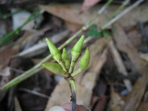 Eucalyptus resinifera buds