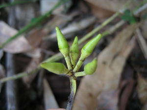 Eucalyptus resinifera buds