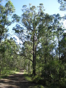 Eucalyptus resinifera form