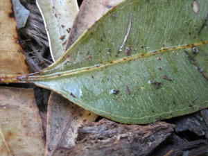 Eucalyptus resinifera leaf