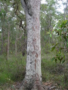 Eucalyptus resinifera trunk