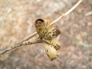 Eucalyptus robusta  dry fruit