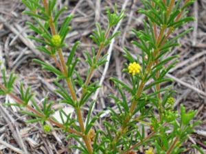 Acacia baueri branch