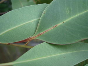 Eucalyptus robusta x tereticornis hybrid with rough collar and smooth branches - pale underside of leaf