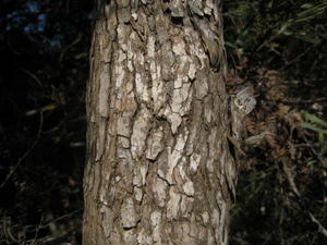 Eucalyptus robusta x tereticornis bark