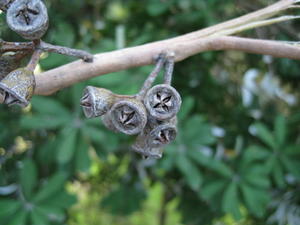 Eucalyptus robusta x tereticornis hybrid - fruit 