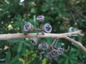 Eucalyptus robusta x tereticornis hybrid- fruit