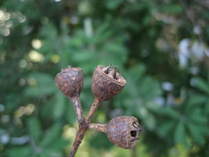 Eucalyptus robusta x tereticornis hybrid- dry fruit 