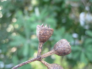 Eucalyptus robusta x tereticornis hybrid - dry fruit 