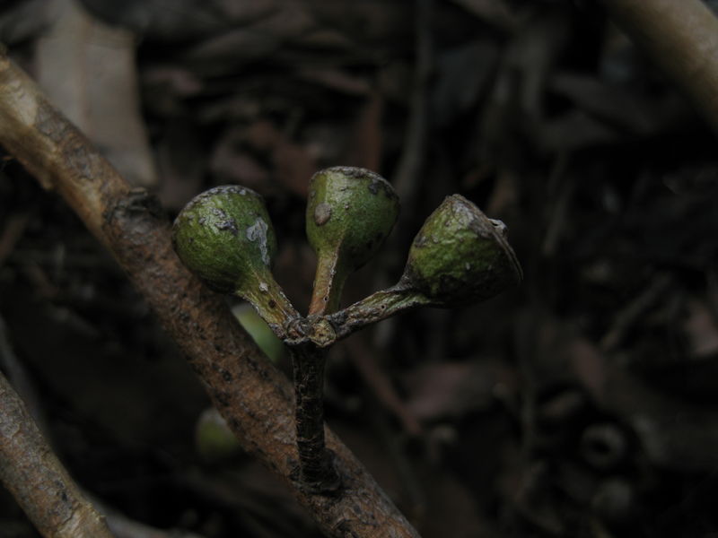 Eucalyptus robusta x tereticornis hybrid with rough collar and smooth branches - green fruit