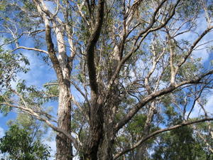 Eucalyptus robusta x tereticornis hybrid